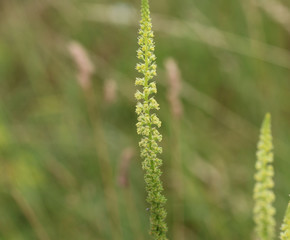 Reseda luteola, known as dyer's rocket, dyer's weed, weld, woold, and yellow weed