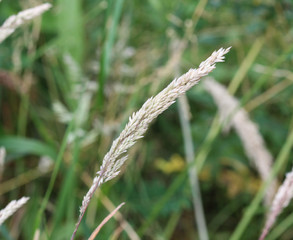 Holcus lanatus, Common names include Yorkshire fog, tufted grass, and meadow soft grass
