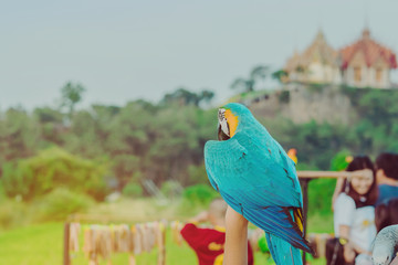 Blue and yellow macaw parrot wait to fly on the hand with Wat Tham Sua in the background