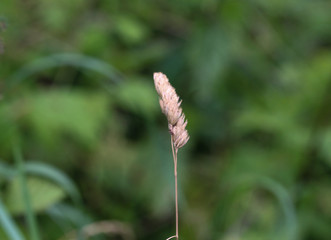 Dactylis glomerata, also known as cock's-foot, orchard grass, or cat grass
