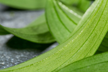 Juicy green leaves of an exotic plant close-up. Selective focus. Background of natural green leaves, detailed texture.