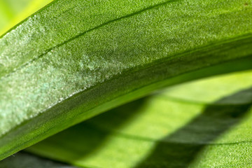 Juicy green leaves of an exotic plant close-up. Selective focus. Background of natural green leaves, detailed texture.