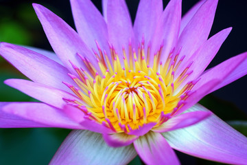 Beautiful Purple Waterlily Flower Blooming in the Pond