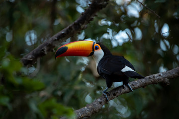 Giant toucan also known as toco toucan (Ramphastos toco) in natural habitat, Pantanal, Brazil.