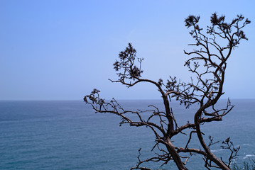 Dark brunches with blue sky and sea in the background