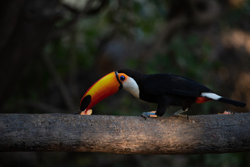 Fototapeta premium One Giant toucan also known as toco toucan (Ramphastos toco) on a bird feeder.