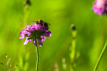 bumble bee feeding on a wild purple flower in the wild