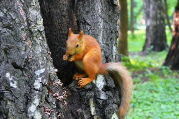 squirrel nibbles nuts sitting on a tree in the park