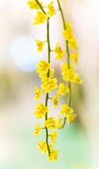Yellow orchid flowers closeup for background