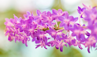 Plakat Purple orchid flowers in garden