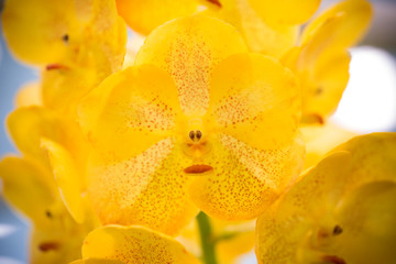 Yellow orchid flowers closeup for background