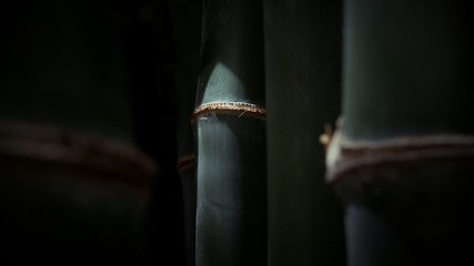 Green bamboo trunks are growing with sunlight and shadow on surface in dark tone style, close up...