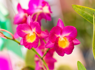 Purple orchid flowers in garden