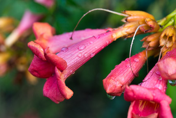 Campsis radicans, trumpet vine, trumpet creeper red flowers