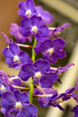 Purple orchid flowers in garden