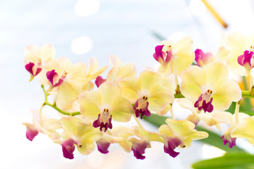 White orchid flowers on a white background