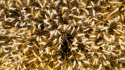 Aerial View of a wheat field