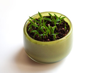 Rising  young chili pepper seedlings in green glass bowl isolated on white background