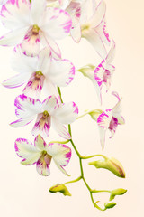 Obraz na płótnie Canvas White orchid on black background