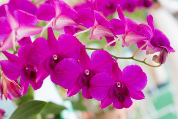 Purple orchid flowers in garden