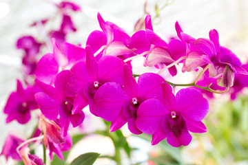 Purple orchid flowers in garden