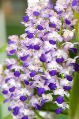 Purple orchid flowers in garden