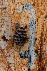 Ein Bienennest an einem rot bräunlichen Baum