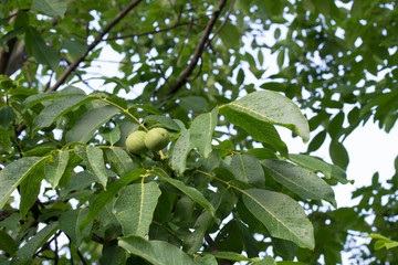 green friuts on common walnut on twig