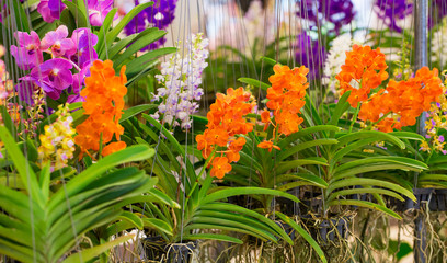 Orange Orchid For the background