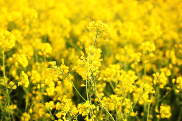 Fototapeta premium Scenic rural landscape with yellow rape, rapeseed or canola field. Rapeseed field, Blooming canola flowers close up. Rape on the field in summer. Bright Yellow rapeseed oil. Flowering rapeseed