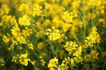 Scenic rural landscape with yellow rape, rapeseed or canola field. Rapeseed field, Blooming canola flowers close up. Rape on the field in summer. Bright Yellow rapeseed oil. Flowering rapeseed