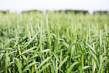 Green spikelets of wheat on the agricultural field, green unripe cereals. Beautiful green wheat ears growing in field, rural scenery. The concept of farming, agriculture and natural eco food. Bread