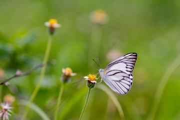 Obraz premium Striped Albatross Butterfly sucking nectar from flowers