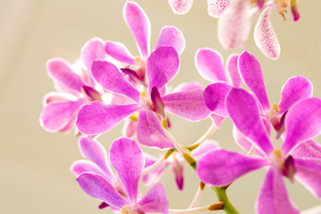 Obraz premium Purple orchid flowers in garden