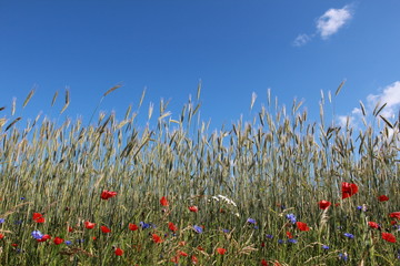 Field with beautiful wild flowers beside