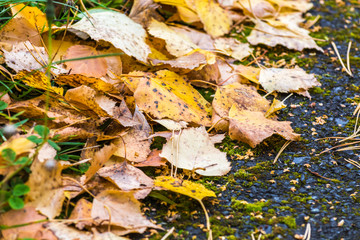 Birch yellow leaves fallen from tree lie on asphalt road on an autumn day.