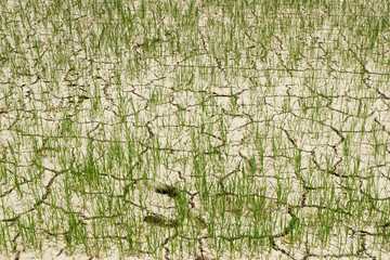 Drought water, Rice seeding in cracked soil.