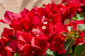 Close-up view of beautiful and intense red bougainvillea flower