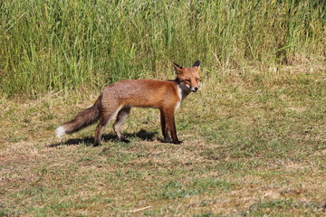 Wild red fox in nature