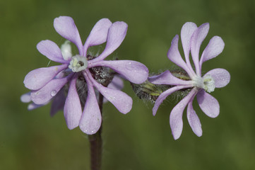 Silene cf beautiful pink colored flower delicate and waxy appearance