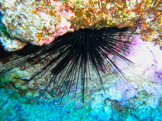 a sea urchin between corals