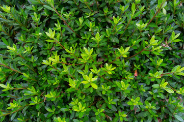 green leaf background texture in nature