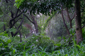 Forest in monsoon