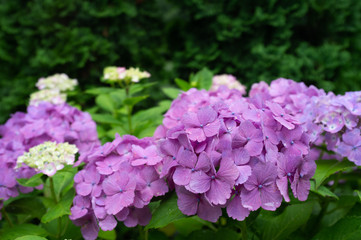 purple Hydrangea flower (Hydrangea macrophylla) blooming in spring and summer in a garden.