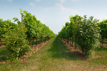 Fototapeta na wymiar Prosecco hills, view of some vineyards from Valdobbiadene, Italy