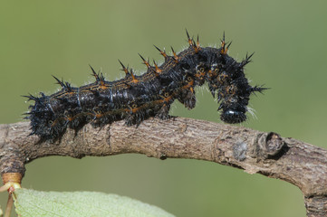 Nymphalis polychloros The large tortoiseshell caterpillars of this butterfly species that are a pest in wild pear trees and other human crops