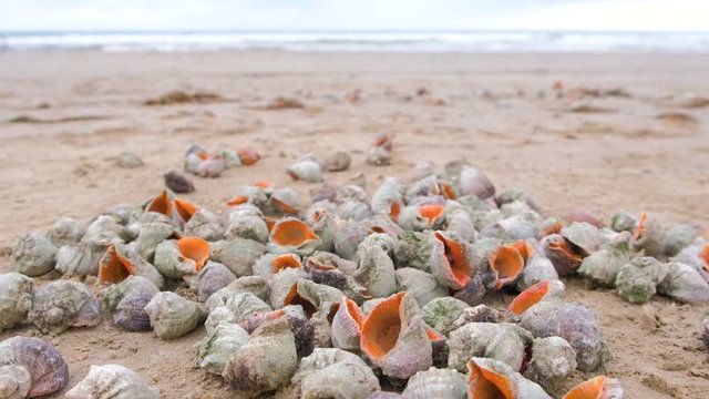 Many beautiful shells of rapan in the sand on the black sea coast. Sea waves