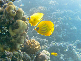 Obraz na płótnie Canvas yellow discus near the corals