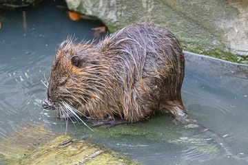 coypu in a pond close up