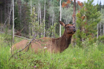 Elk Sitting, Jasper National Park, Alberta